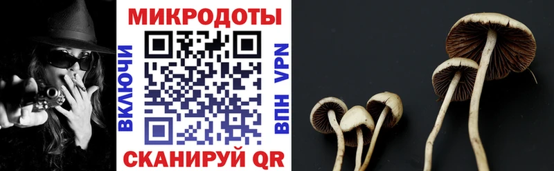 Псилоцибиновые грибы Cubensis Сосновоборск